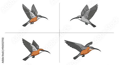 Illustrative depiction of four hummingbirds in flight showcasing avian anatomy and wing motion dynamics