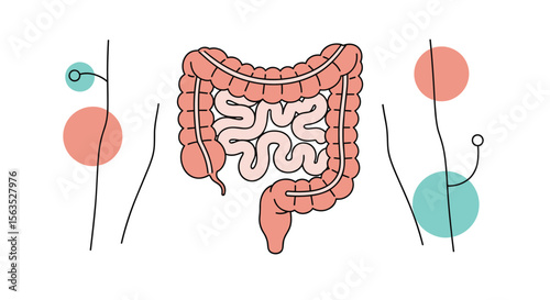 Understanding the intricate anatomy of the human digestive tract and its vital role in health