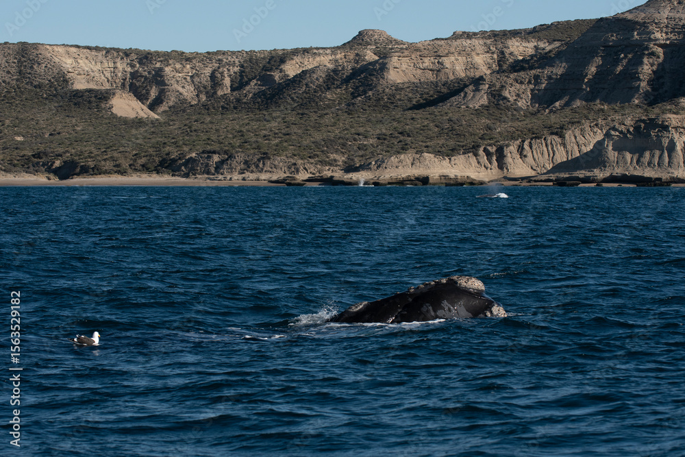 Fototapeta premium Sohutern right whale on the surface, endangered species, Patagonia,Argentina