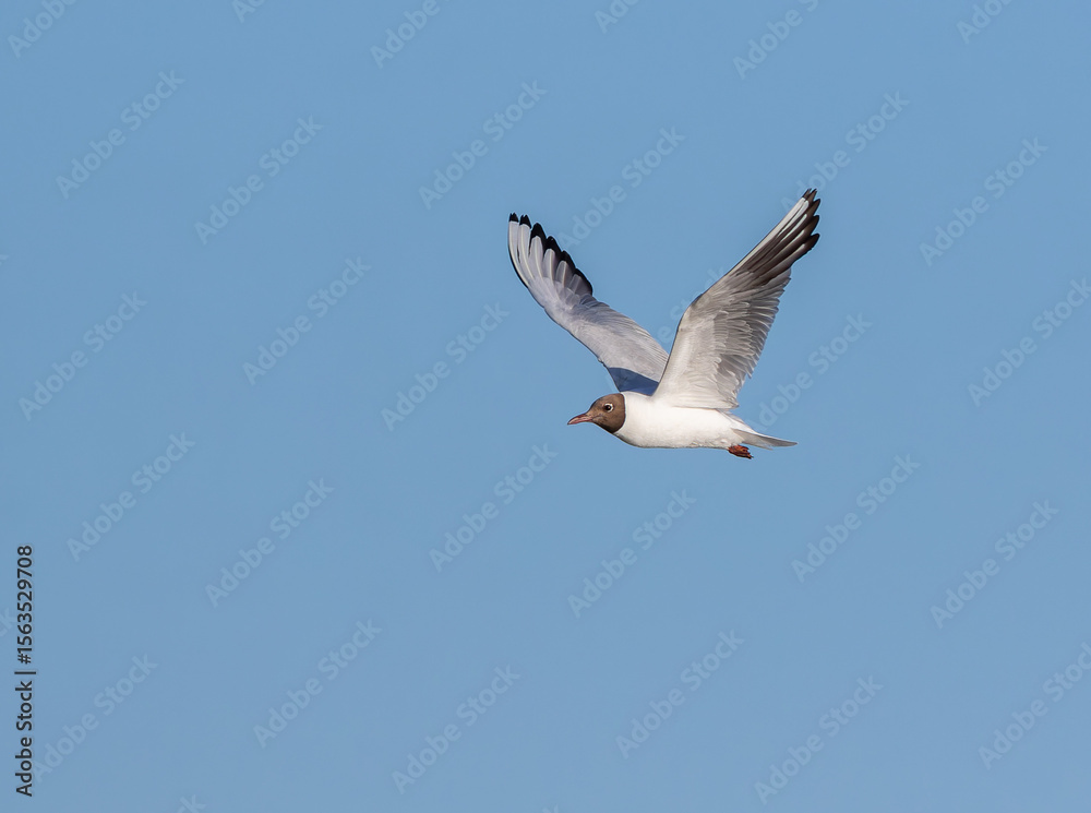 Obraz premium Black-headed gull, Chroicocephalus ridibundus. A bird flies over the river, against the blue sky