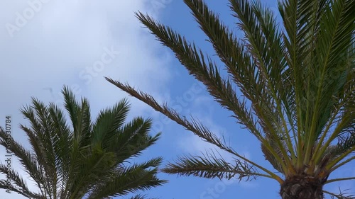 Palmen unter dem Himmel