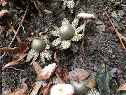 mushrooms on the ground