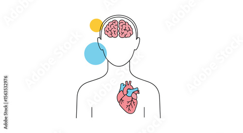 The intricate relationship between the human brain and the cardiovascular system understanding its importance for overall well-being