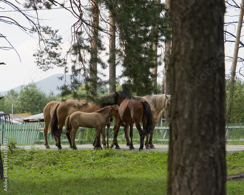 Horses graze on a green meadow among pine trees