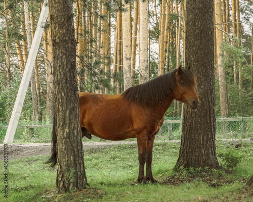 A horse grazes on a lush green meadow in the rays of the evening sun.