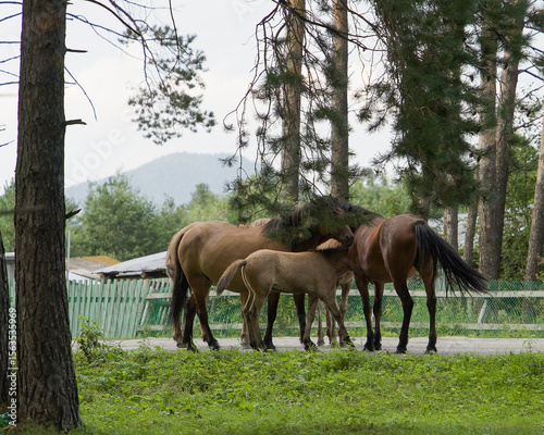 Horses graze on a green meadow among pine trees