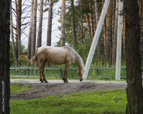 A horse grazes on a lush green meadow in the rays of the evening sun.