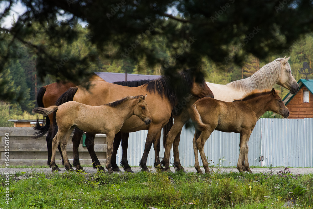Obraz premium Horses graze on a green meadow among pine trees