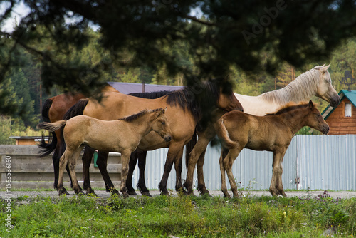 Horses graze on a green meadow among pine trees