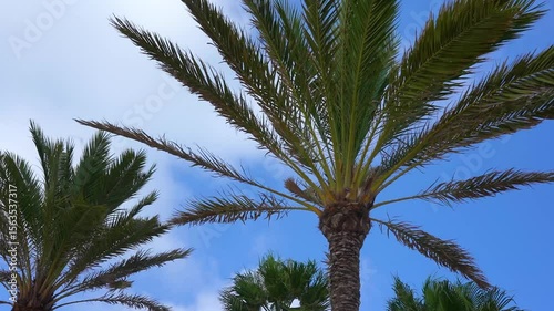 Palme mit Himmel