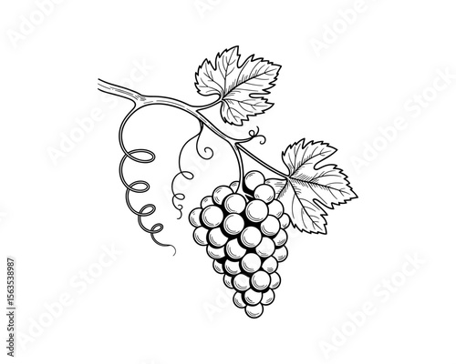 A bunch of grapes with leaves vector illustration