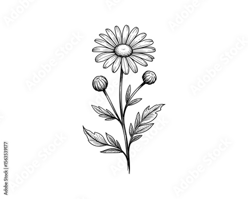 A daisy flower with buds and leaves,  vector illustration