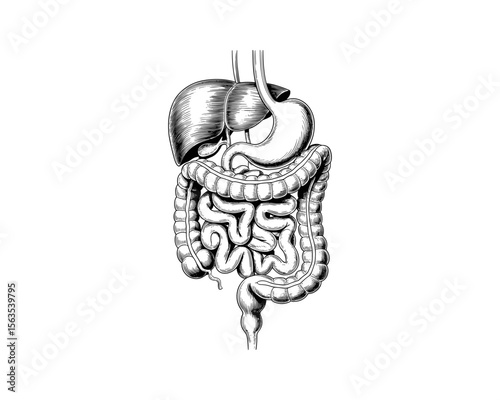 A detailed human digestive system anatomy vector illustration