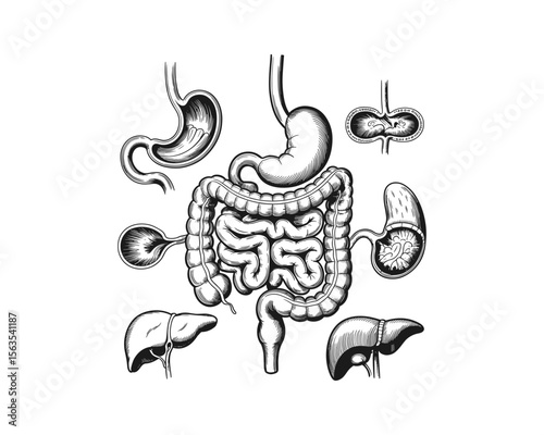 A detailed human digestive system anatomy vector illustration