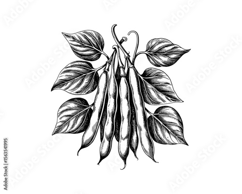 Green beans with leaves on a branch vector illustration