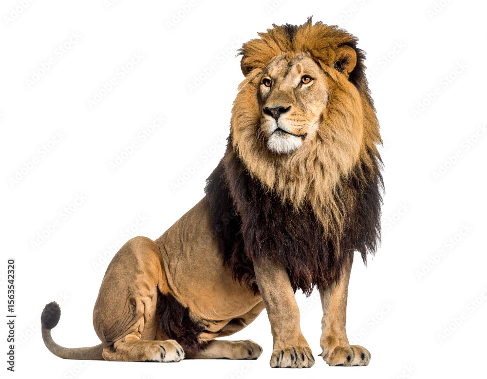 A mature male African lion with a full mane sitting upright and proud A mature male African lion with a full mane sitting upright and proud