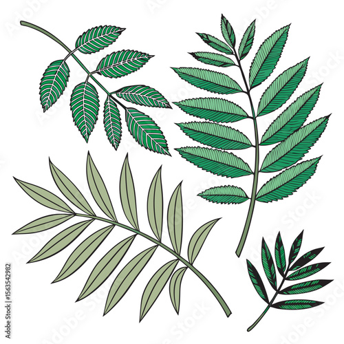 Green leaves isolated on white free online download.