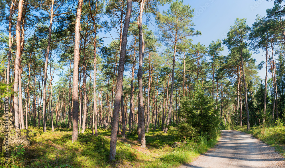 Fototapeta premium path through green pine forest with undergrowth blueberry bushes