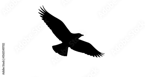 Silhouette of a bird of prey soaring down with wings spread in a black and white illustration style