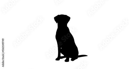 Silhouette of a dog sitting upright with its head held high in a stark black and white composition