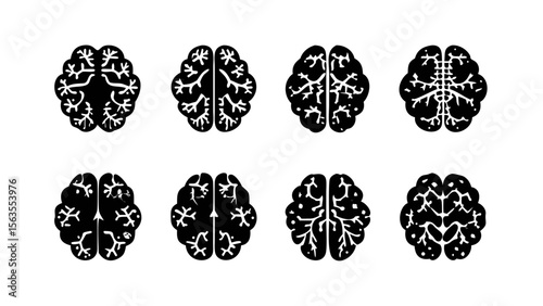 Brain anatomy illustration of human brain top view for medical and science use