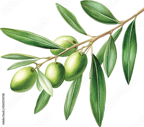 Green Olives Branch Watercolor  vector illustration