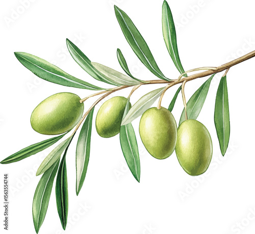 Green Olives Branch Watercolor  vector illustration