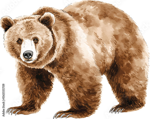 watercolor  illustration vector of brown grizzly bear. hand painted on a white background.