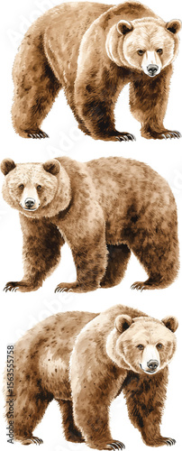 watercolor  illustration vector of brown grizzly bear. hand painted on a white background.
