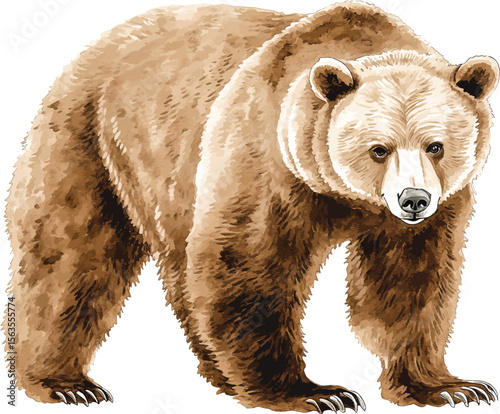 watercolor  illustration vector of brown grizzly bear. hand painted on a white background.