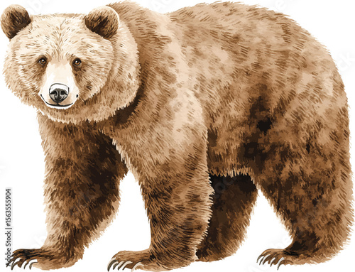 watercolor  illustration vector of brown grizzly bear. hand painted on a white background.