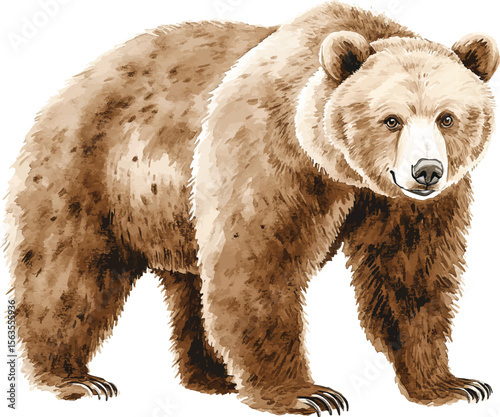 watercolor  illustration vector of brown grizzly bear. hand painted on a white background.