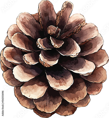 Set of pine cones isolated on white background. Hand painted watercolor. Botanical hand drawn  illustration vector Cones of coniferous trees, forest elements