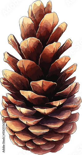 Set of pine cones isolated on white background. Hand painted watercolor. Botanical hand drawn  illustration vector Cones of coniferous trees, forest elements