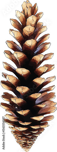 Set of pine cones isolated on white background. Hand painted watercolor. Botanical hand drawn  illustration vector Cones of coniferous trees, forest elements