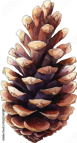 Set of pine cones isolated on white background. Hand painted watercolor. Botanical hand drawn  illustration vector Cones of coniferous trees, forest elements