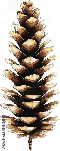 Set of pine cones isolated on white background. Hand painted watercolor. Botanical hand drawn  illustration vector Cones of coniferous trees, forest elements