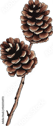 Set of pine cones isolated on white background. Hand painted watercolor. Botanical hand drawn  illustration vector Cones of coniferous trees, forest elements