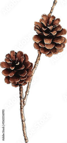 Set of pine cones isolated on white background. Hand painted watercolor. Botanical hand drawn  illustration vector Cones of coniferous trees, forest elements