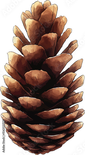 Set of pine cones isolated on white background. Hand painted watercolor. Botanical hand drawn  illustration vector Cones of coniferous trees, forest elements