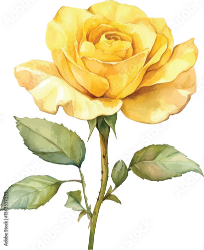 Yellow Rose Watercolor Painting vector illustration