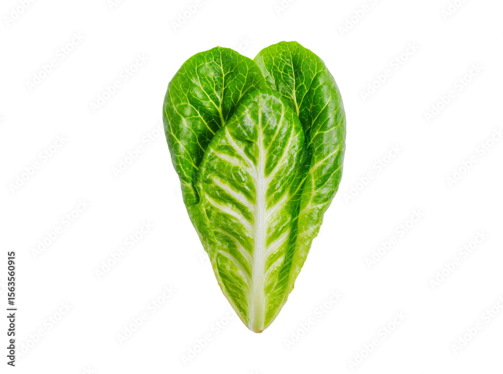Fototapeta premium Fresh green romaine lettuce heart isolated on black background, Isolated On Transparent Background, Png Cut Out