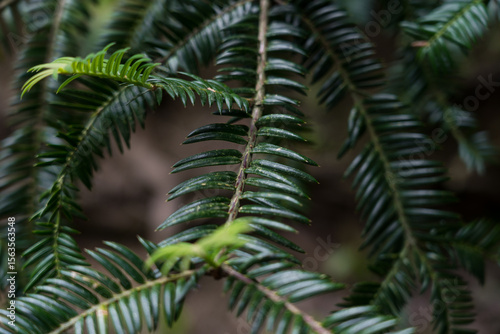 Branches of Cephalotaxus harringtonii close-up. Botanical Garden of Georgia