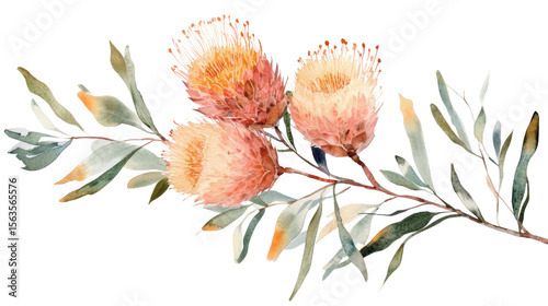 watercolor Australian banksia floral on white background