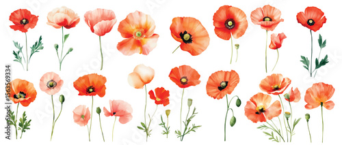 Red poppy Wild Field flowers Watercolor illustration Botanical collection of garden plants. Set different wild flowers, branches, herbs and leaves for bouquets