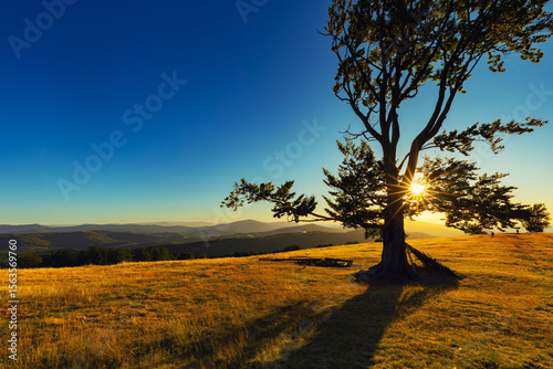 Fototapeta Naklejka Na Ścianę i Meble -  Zachód słońca w górach, polana - Hala Jaworowa, widok na samotne drzewo i bezchmurne niebo, krajobraz