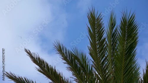Palmen mit Himmel