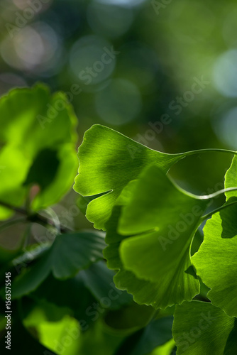 Beautiful ginkgo biloba leaves lit by soft sunlight, illustrating their uniqu...