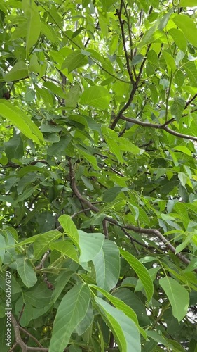 Walnut tree leaves swaying in the wind