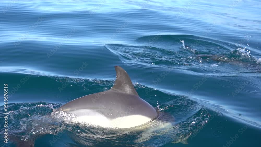 Wild Dolphins Swimming off Terceira Island, Azores Wild Dolphins Swimming off Terceira Island, Azores